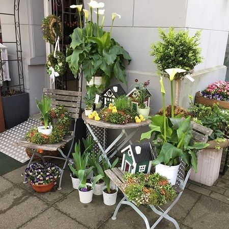 Kübelpflanzen und Terrassenpflanzen in Hannover kaufen